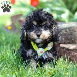 Brody, Cavapoo Puppy